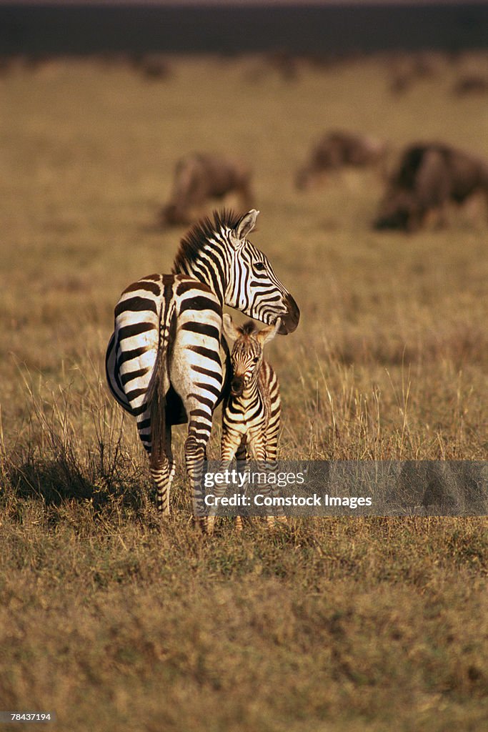 Zebra with offspring