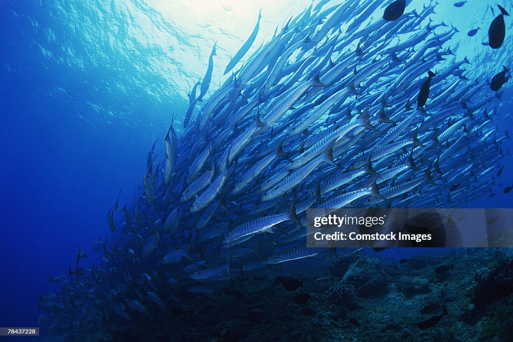 Blackfin barracuda underwater