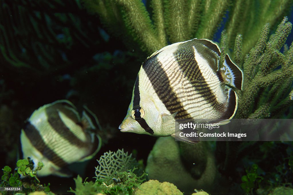 Banded butterflyfish