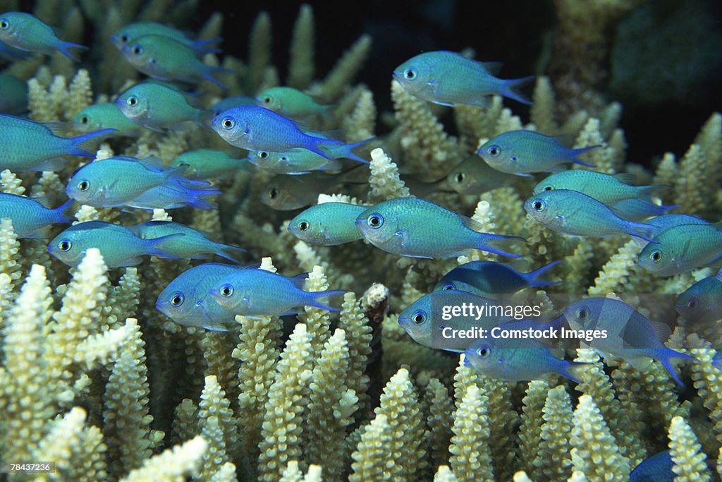 Blue-green chromis fish in coral