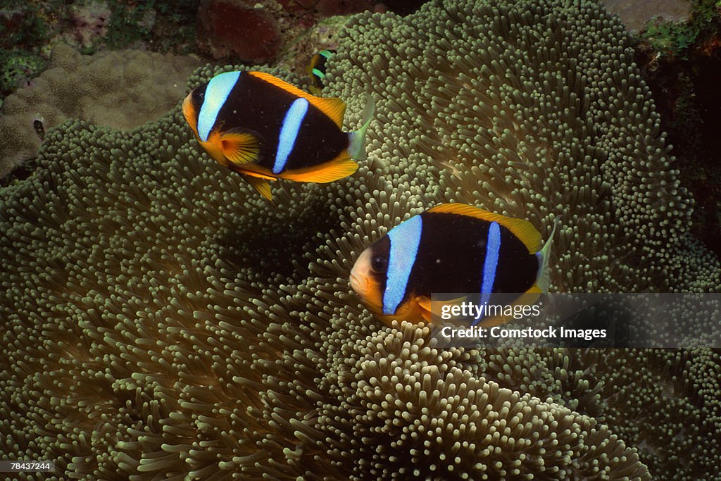 Orange-fin clownfish and sea anemone