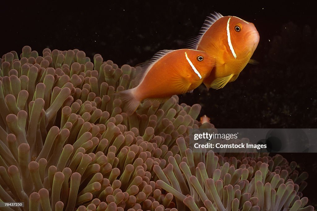 Pink clownfish and host sea anemone