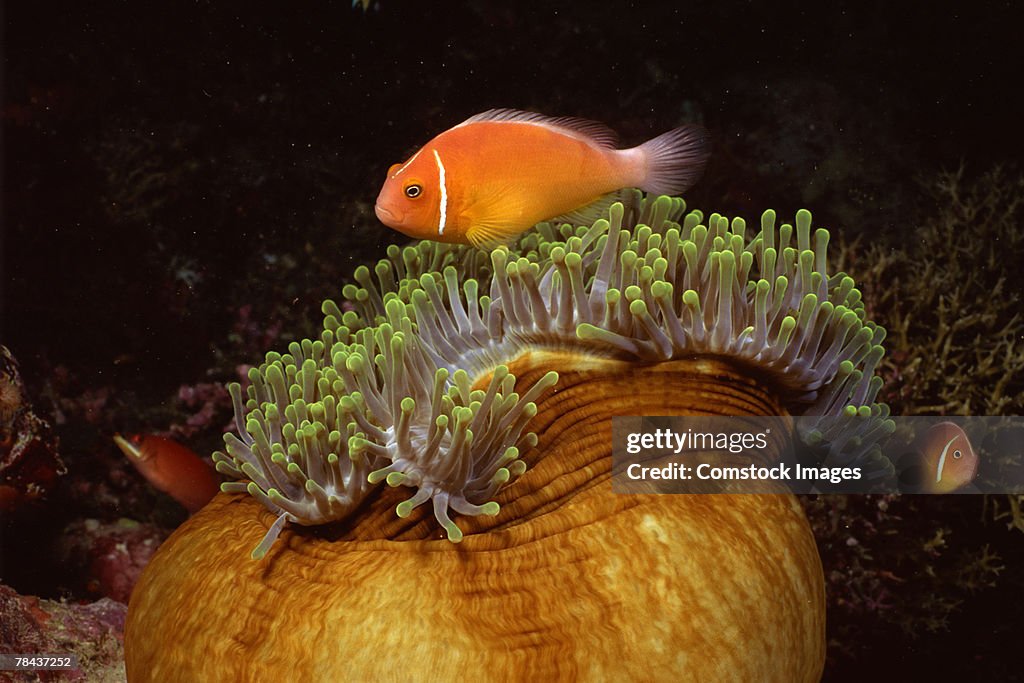 Pink clownfish and host sea anemone