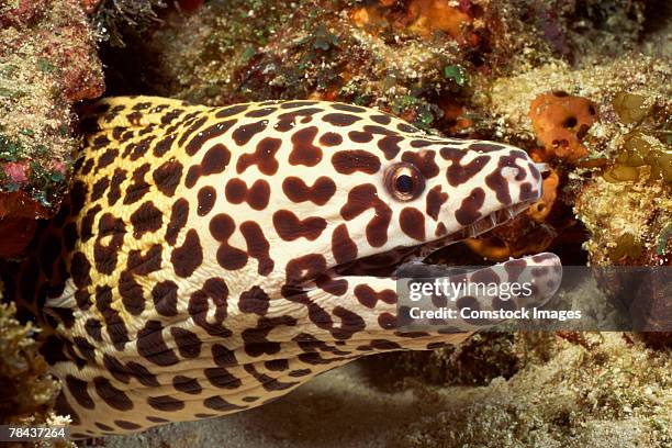 Moray Pattern Photos and Premium High Res Pictures - Getty Images