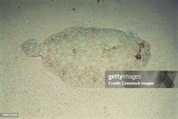 peacock flounder fish - flounder stock pictures, royalty-free photos & images