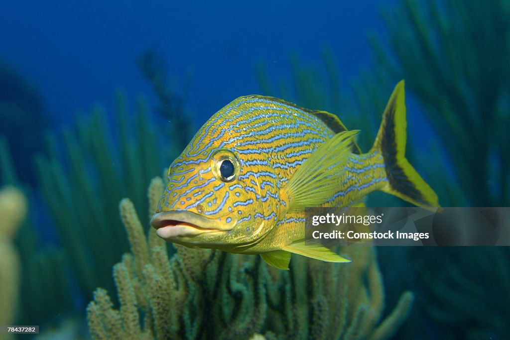 Bluestriped grunt