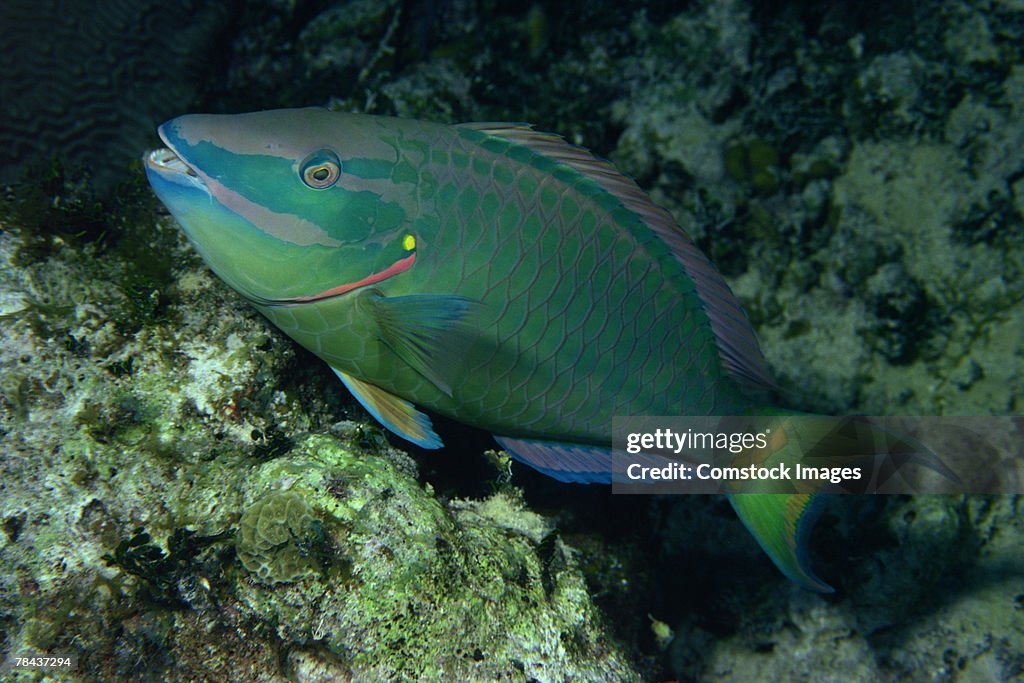 Stoplight parrotfish