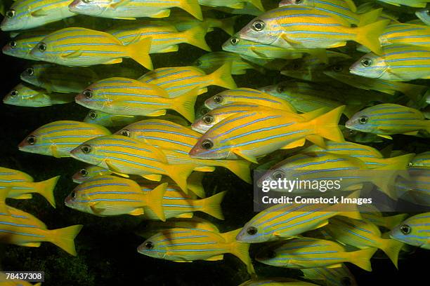 school of bluelined snapper - lutjanus kasmira stock pictures, royalty-free photos & images