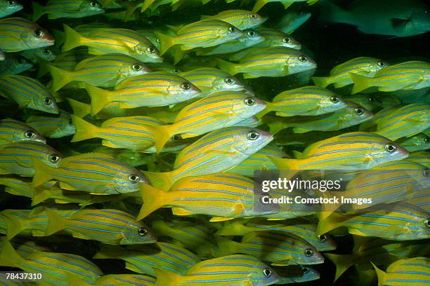 school of bluelined snappers - lutjanus kasmira stock pictures, royalty-free photos & images