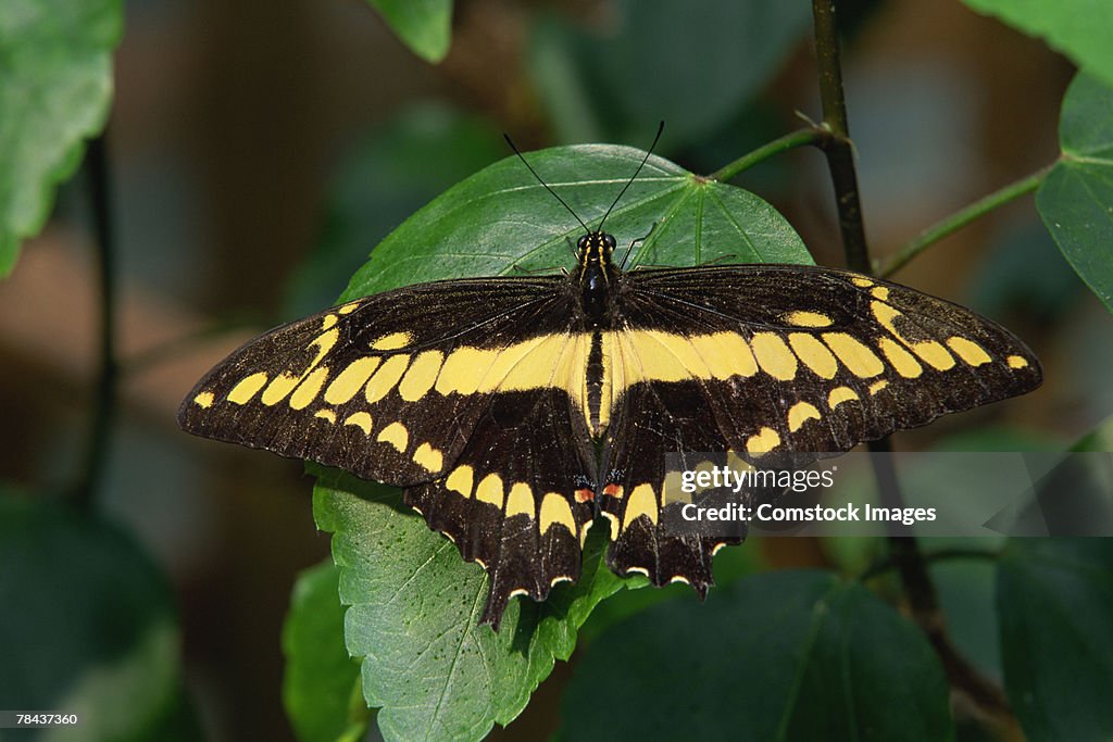 Swallowtail butterfly