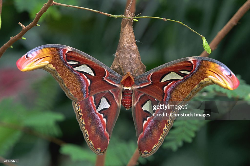 Atlas moth