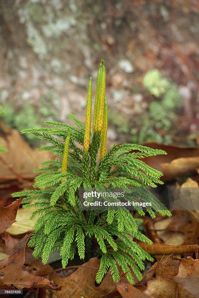 Pine tree seedling