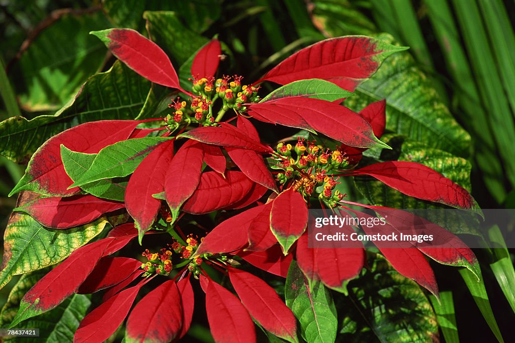 Poinsettia