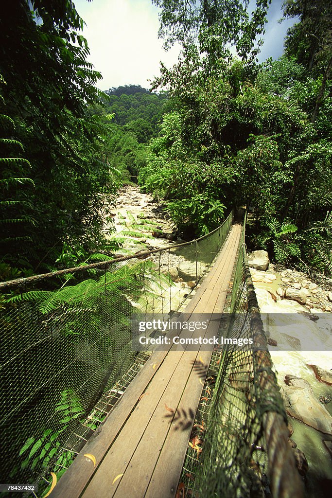 Rope bridge in rainforest