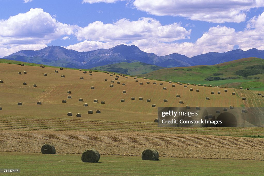 Hay bales in field