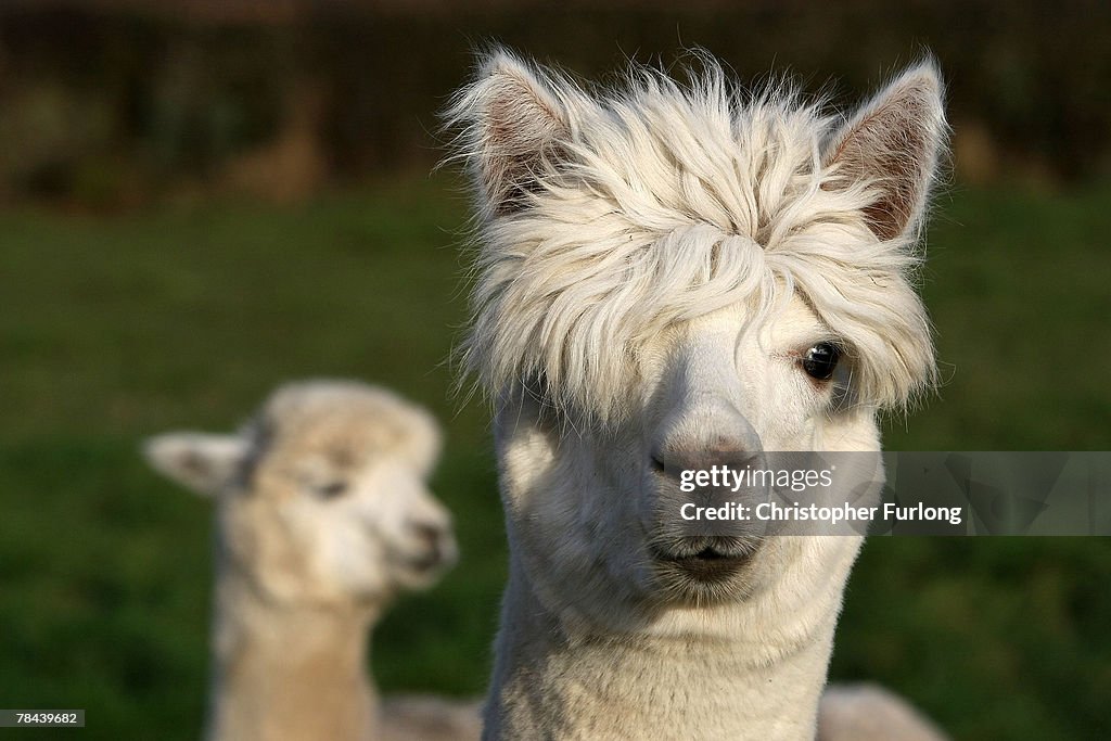 Alpaca Farmer Produces Christmas Gifts