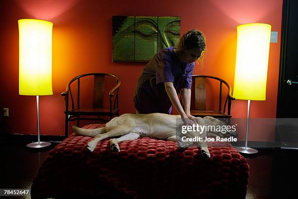 Ellen Schreffler massages Taiter at the Chateau Poochie the luxury hotel for dogs and cats December 13, 2007 in Pompano Beach, Florida. Amenities at...