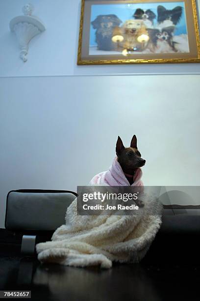 Dog is seen in her crown jewel suite as she is boarded at Chateau Poochie the luxury hotel for dogs and cats December 13, 2007 in Pompano Beach,...