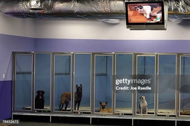 Dogs sit in their rooms as the Animal channel shows a program on cats during the dogs noon nap time at the Chateau Poochie the luxury hotel for dogs...