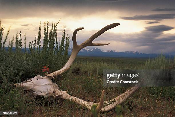 skull of elk on the prairie - deer skull stock pictures, royalty-free photos & images