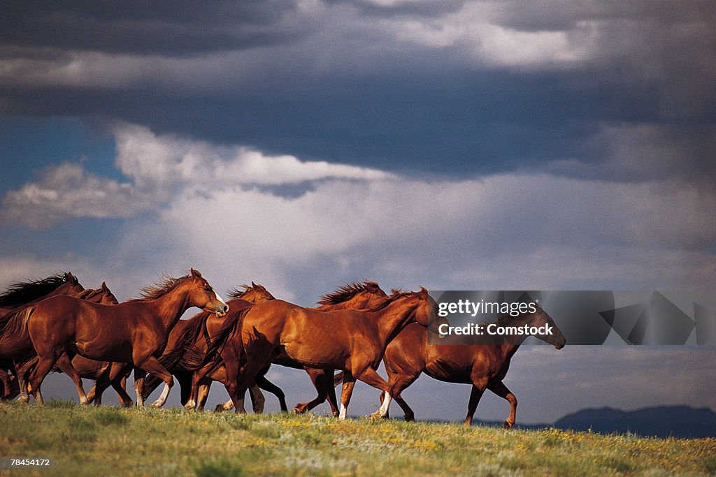 Wild horses near Fairplay in Colorado
