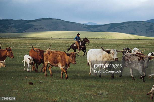 cowboy herding longhorn cattle near fairplay, colorado - conduzir gado imagens e fotografias de stock