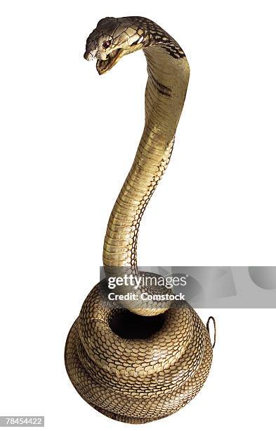 cobra snake - cobra stock pictures, royalty-free photos & images