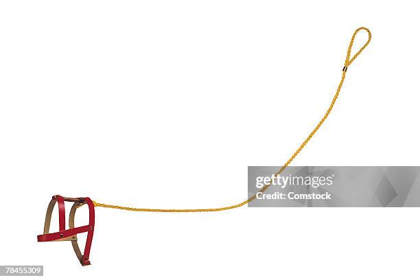 dog harness and leash - dog leash stock pictures, royalty-free photos & images