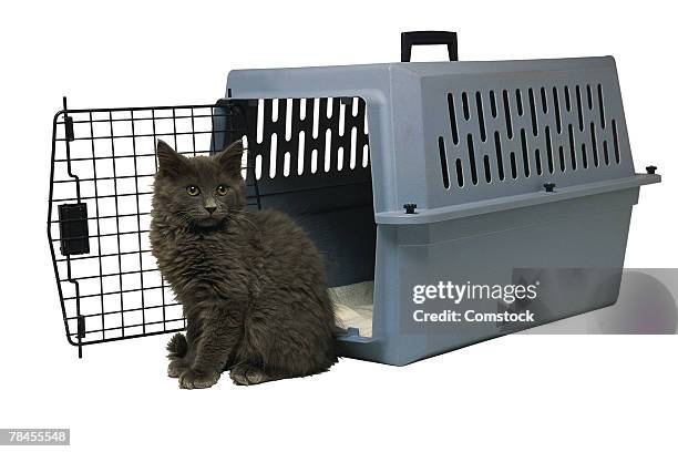 studio shot of cat and pet carrier - cat studio shot stock pictures, royalty-free photos & images