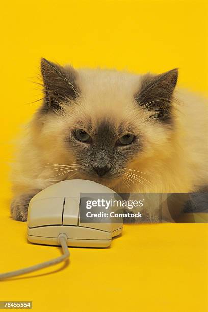Cat Using Computer Mouse Cat Computer Mouse Photos and Premium High Res Pictures - Getty Images