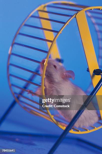 Rat On Wheel Photos and Premium High Res Pictures - Getty Images