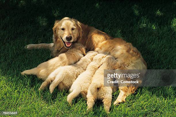 golden retriever nursing her puppies - dia bildbanksfoton och bilder