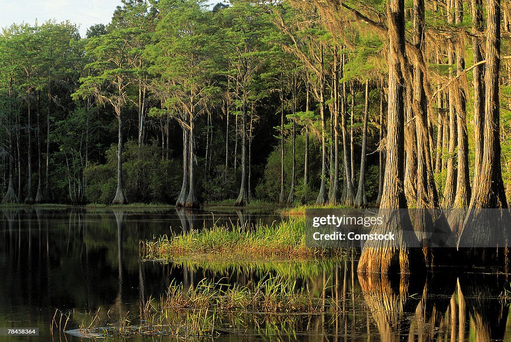 Cypress trees in Lake Bradford Region , Tallahassee , Florida