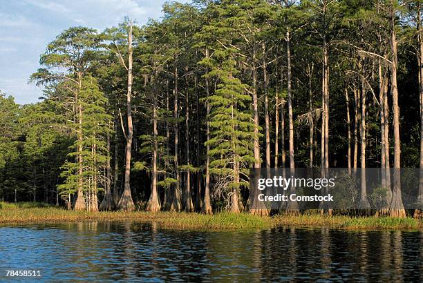 cypress trees in lake bradford region , tallahassee , florida - tallahassee 個照片及圖片檔