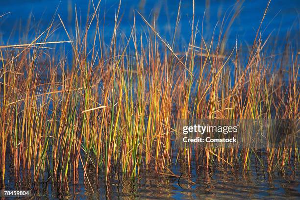 Water Reed Rust Identification 297 Plymouth Lakes Stock Photos, High-Res Pictures, and Images - Getty ...