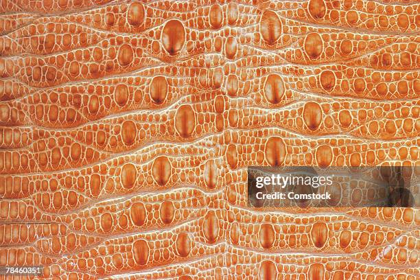 Lizard Body Pattern 608 Lizard Skin Pattern Stock Photos, High-Res Pictures, and Images ...
