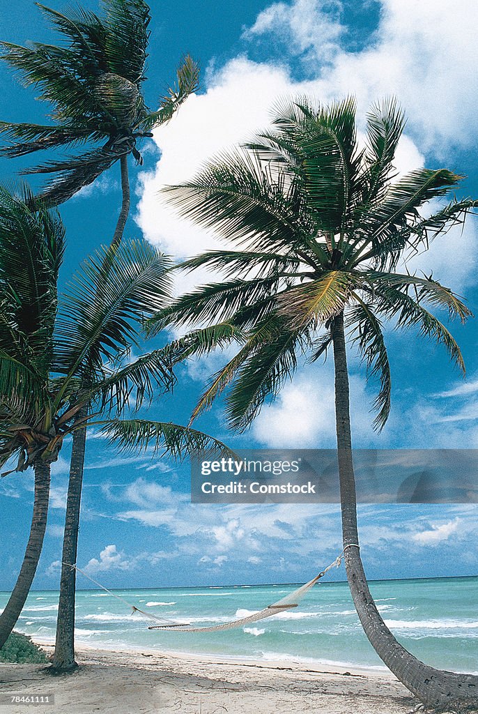 Hammock in-between palm trees on tropical beach