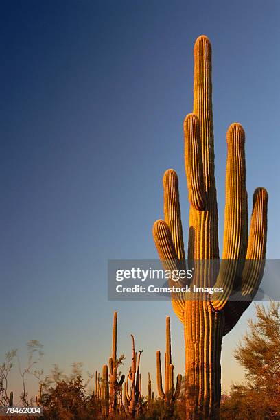 giant seguaro cactus, organ pipe nat'l. monument, az, usa - saguaro cactus stock pictures, royalty-free photos & images