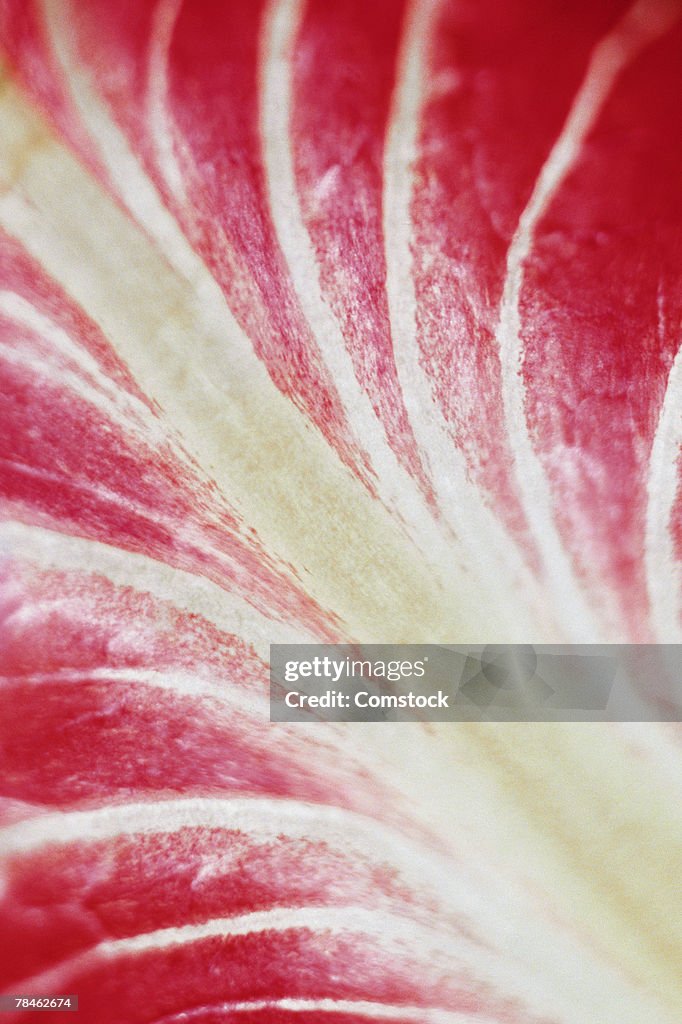 Radicchio leaf