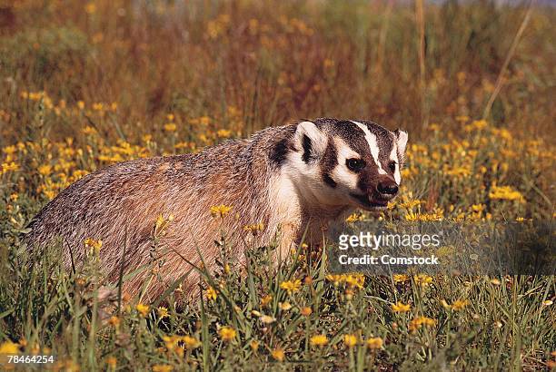 male american badger - american badger 個照片及圖片檔
