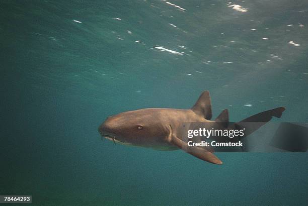 nurse shark - nurse shark stockfoto's en -beelden