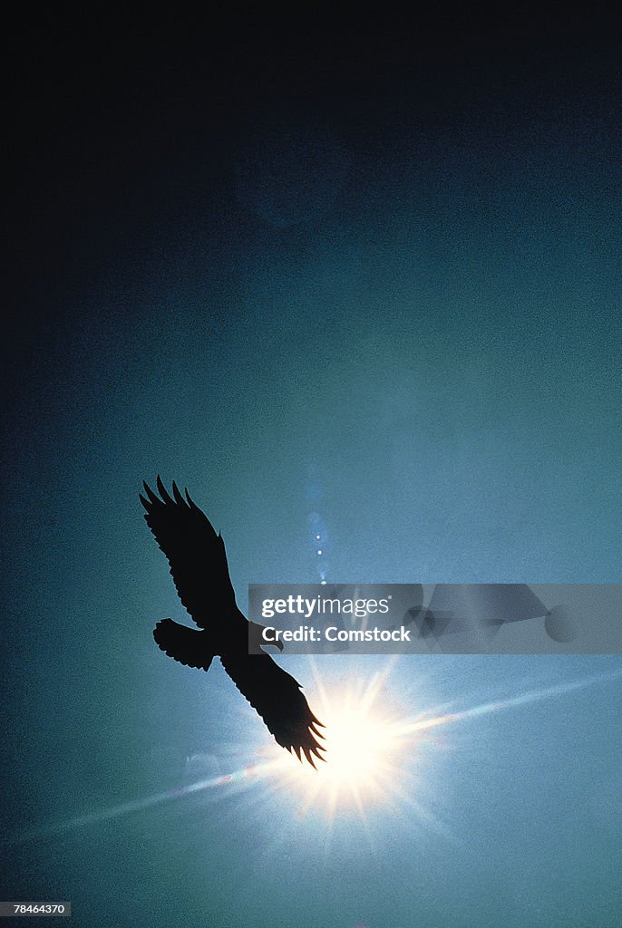 Silhouette of bald eagle flying in sky