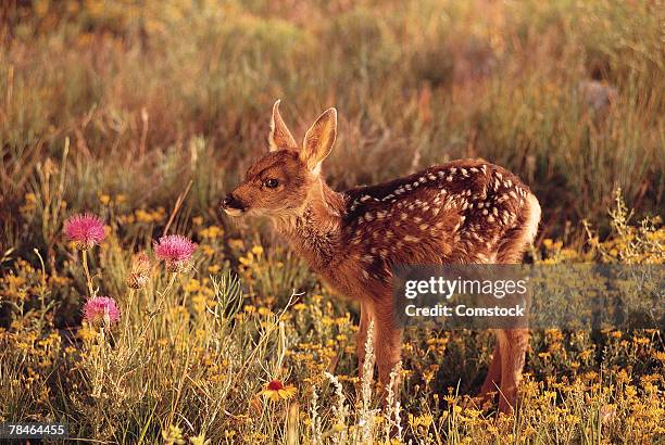 female fawn , zool park , broomfield , colorado - broomfield colorado stock pictures, royalty-free photos & images