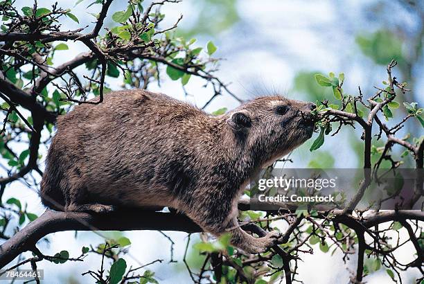 bush hyrax eating leaves , serengeti national park , tanzania - tree hyrax stock pictures, royalty-free photos & images