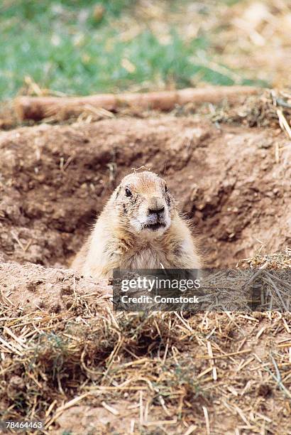 blacktail prairie dog , sonora desert museum , tucson , arizona - arizona sonora desert museum stock pictures, royalty-free photos & images