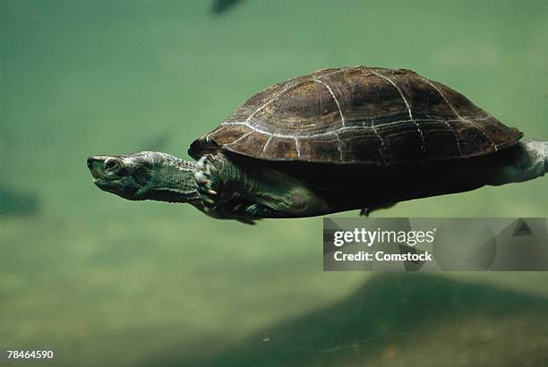 spotted sea turtle swimming - spotted turtle stock pictures, royalty-free photos & images