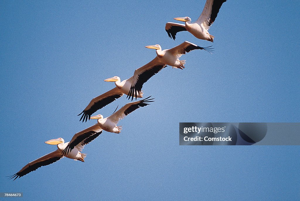 Pelicans flying , Tanzania