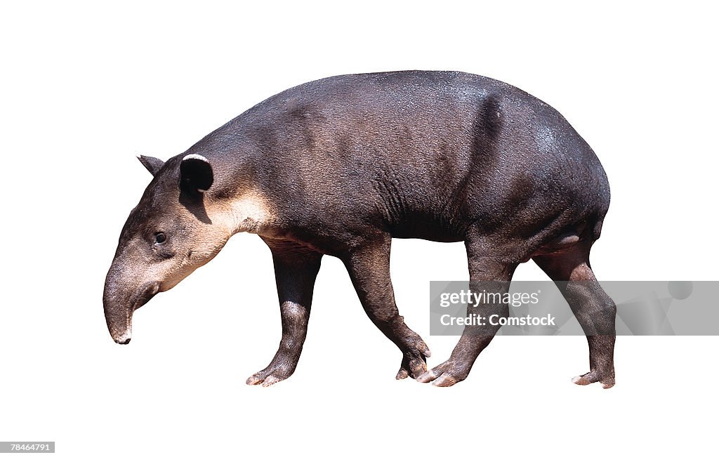 Central American tapir