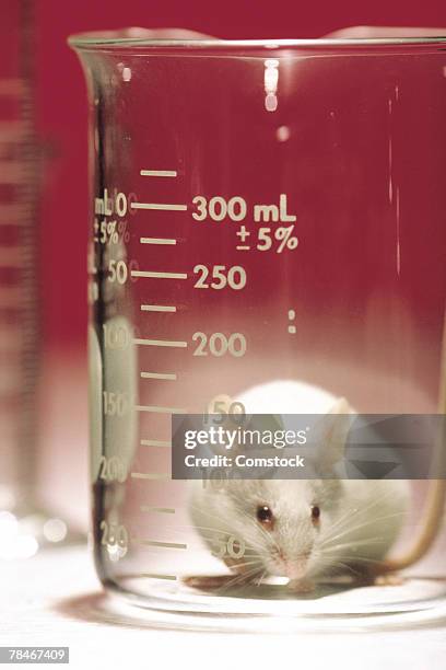 Lab Rats Cups Laboratory Rat Photos and Premium High Res Pictures - Getty Images