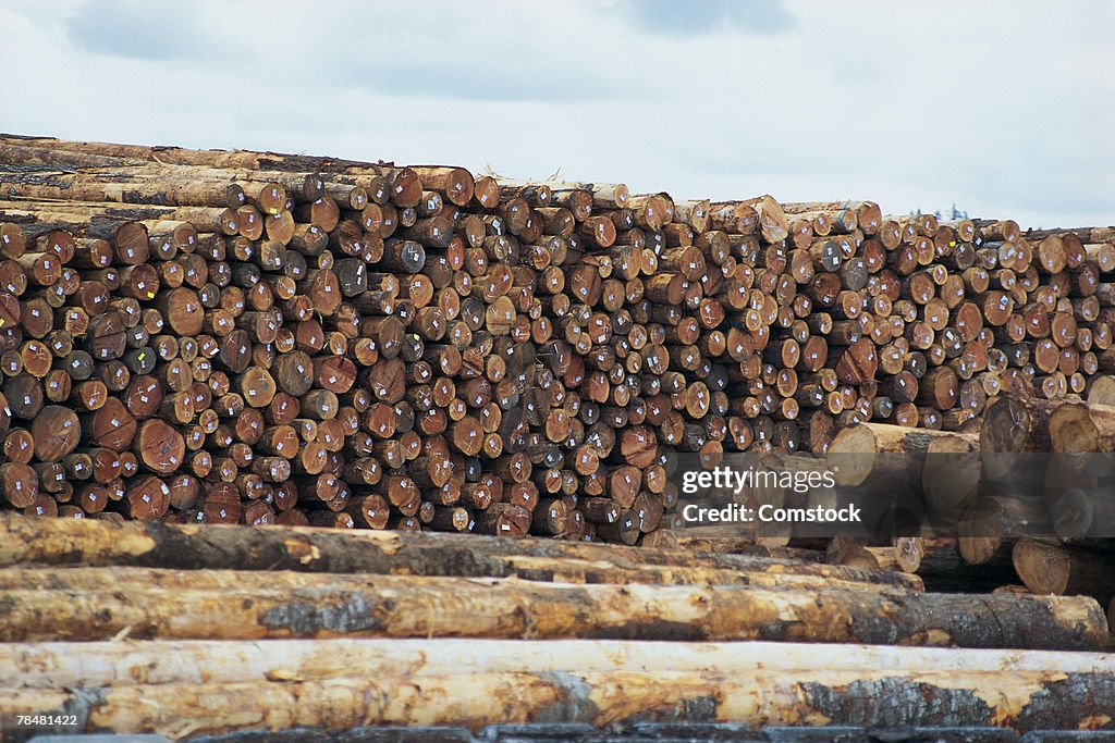 Logging , Washington State